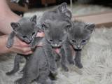 Кішки, кошенята Російська блакитна, ціна 500 Грн., Фото