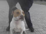 Собаки, щенята Стаффордширський бультер'єр, ціна 0 Грн., Фото