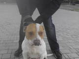 Собаки, щенята Стаффордширський бультер'єр, ціна 0 Грн., Фото