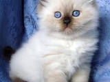 Кошки, котята Невская маскарадная, цена 1300 Грн., Фото
