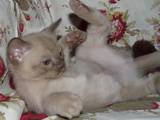 Кішки, кошенята Бурма, ціна 0.60 Грн., Фото