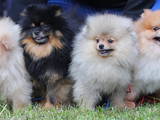 Собаки, щенки Карликовый шпиц, цена 18000 Грн., Фото