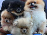 Собаки, щенки Карликовый шпиц, цена 18000 Грн., Фото