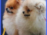 Собаки, щенята Карликовий шпіц, ціна 18000 Грн., Фото
