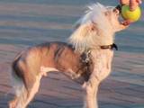 Собаки, щенята Китайська чубата собака, ціна 100 Грн., Фото