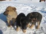 Собаки, щенки Беспородная, цена 10 Грн., Фото