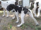 Собаки, щенки Английский пойнтер, цена 1500 Грн., Фото