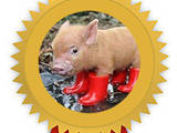 Животноводство Оборудование для  свиных ферм, цена 1000 Грн., Фото