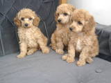 Собаки, щенки Карликовый пудель, цена 1000 Грн., Фото