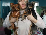 Собаки, щенки Русский длинношерстный тойтерьер, цена 7000 Грн., Фото