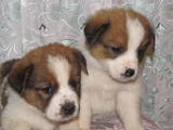 Собаки, щенки Сенбернар, цена 1800 Грн., Фото