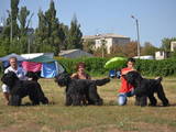Собаки, щенята Чорний тер'єр, ціна 4500 Грн., Фото