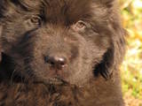 Собаки, щенки Ньюфаундленд, цена 7000 Грн., Фото