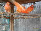 Попугаи и птицы Канарейки, цена 300 Грн., Фото
