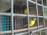 Папуги й птахи Канарки, ціна 300 Грн., Фото