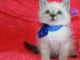 Кошки, котята Невская маскарадная, цена 299 Грн., Фото