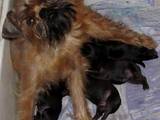 Собаки, щенки Бельгийский гриффон, цена 5000 Грн., Фото
