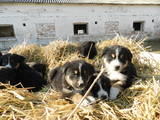 Собаки, щенята Гірський собака Берна, ціна 1500 Грн., Фото