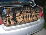 Собаки, щенки Эрдельтерьер, цена 3500 Грн., Фото