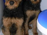 Собаки, щенята Ердельтер'єр, ціна 3500 Грн., Фото