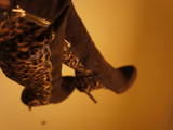 Взуття,  Жіноче взуття Чоботи, ціна 2000 Грн., Фото