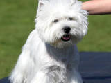 Собаки, щенята Вестхайленд уайт тер'єр, ціна 15000 Грн., Фото