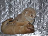 Кішки, кошенята Highland Fold, ціна 400 Грн., Фото