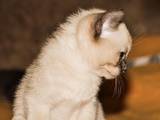 Кошки, котята Бурма, цена 3800 Грн., Фото