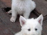 Собаки, щенки Белая Швейцарская овчарка, цена 4000 Грн., Фото