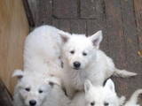 Собаки, щенята Біла Швейцарська вівчарка, ціна 4000 Грн., Фото