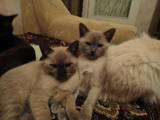Кошки, котята Бурма, цена 750 Грн., Фото