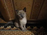 Кошки, котята Бурма, цена 750 Грн., Фото