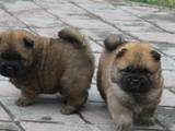 Собаки, щенята Чау-чау, ціна 3500 Грн., Фото