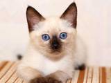Кошки, котята Тайская, цена 500 Грн., Фото