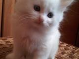 Кошки, котята Турецкая ангора, цена 450 Грн., Фото