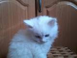 Кішки, кошенята Турецька Ангора, ціна 450 Грн., Фото
