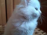 Кошки, котята Турецкая ангора, цена 450 Грн., Фото