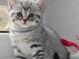 Кошки, котята Британская длинношёрстная, цена 1000 Грн., Фото