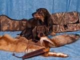 Собаки, щенята Жорсткошерста такса, ціна 2400 Грн., Фото