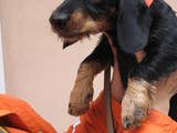 Собаки, щенята Жорсткошерста такса, ціна 2400 Грн., Фото