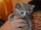 Кошки, котята Сибирская, цена 300 Грн., Фото
