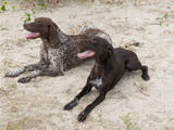 Собаки, щенки Веймарская легавая, цена 123 Грн., Фото