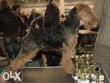 Собаки, щенята Вельштер'єр, ціна 6000 Грн., Фото