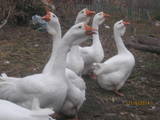 Птахівництво Гуси, ціна 700 Грн., Фото