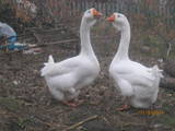Птахівництво Гуси, ціна 700 Грн., Фото