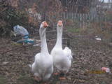 Птахівництво Гуси, ціна 700 Грн., Фото