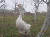 Птахівництво Гуси, ціна 700 Грн., Фото