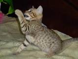 Кошки, котята Оцикат, цена 3500 Грн., Фото
