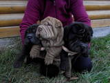 Собаки, щенята Шарпей, ціна 1500 Грн., Фото