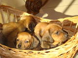 Собаки, щенки Гладкошерстная миниатюрная такса, цена 1200 Грн., Фото